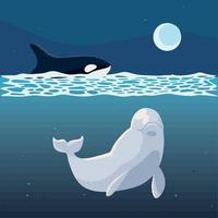 whales orca and beluga vector