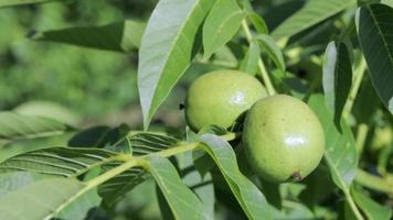 les jeunes noix vertes poussent sur un arbre. variété kocherzhenko en gros plan. le noyer pousse en attendant d'être récolté. fond de feuilles vertes. fruits à coque sur une branche d'arbre dans les rayons jaunes du soleil. video