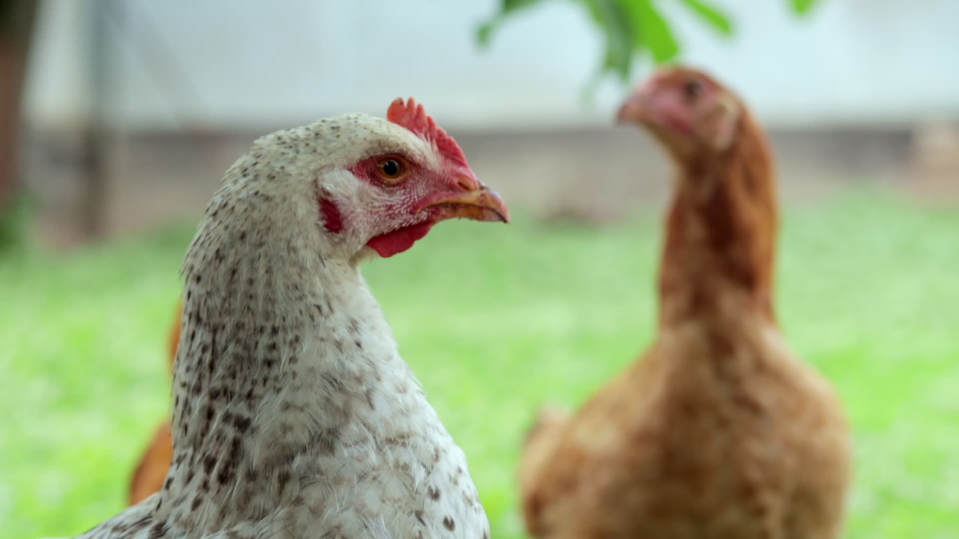 Chickens on the farm, poultry concept. White and red chicken outdoors. Funny  birds on a bio farm. Domestic birds on a free range farm. Breeding chickens.  Walk in the yard. Agricultural industry.