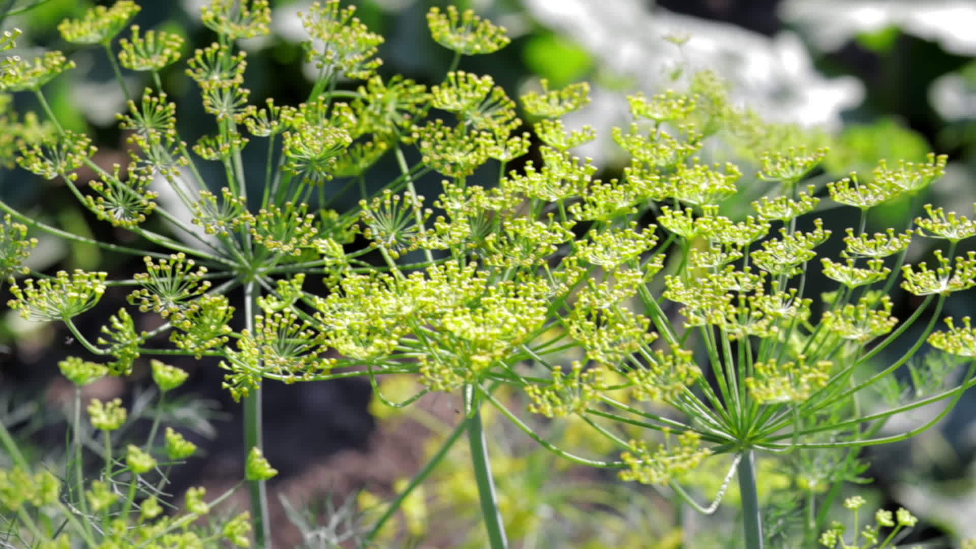 Background with dill umbel closeup. garden plant. Fragrant dill on a