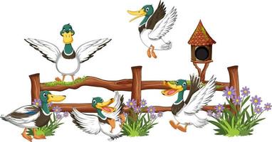 Wild ducks group cartoon vector