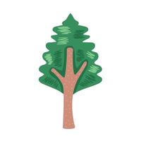 pine coniferus tree vector