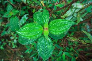 primer plano pequeña planta de bálsamo en el bosque indonesio con enfoque selectivo. pequeño bálsamo floreciente en julio. foto