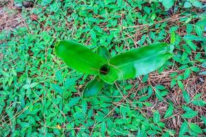 green leaf plantation environment for background and garden landscape photo