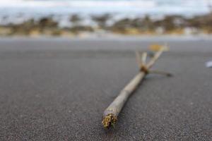 Drift wood on the sand photo