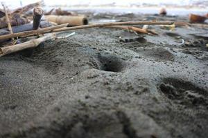 cerrar nido de cangrejo de mar en la playa. con playa de arena negra marrón foto