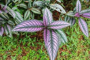 escudo persa que muestra sus tonos vibrantes de púrpura y verde en el bosque indonesio foto