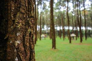 Close up of a pine tree trunk in a forest photo