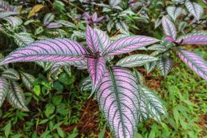 Persian Shield displaying it's vibrant shades of purple and green in Indonesian Forest photo