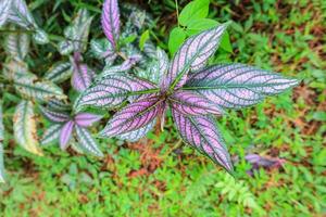 escudo persa que muestra sus tonos vibrantes de púrpura y verde en el bosque indonesio foto