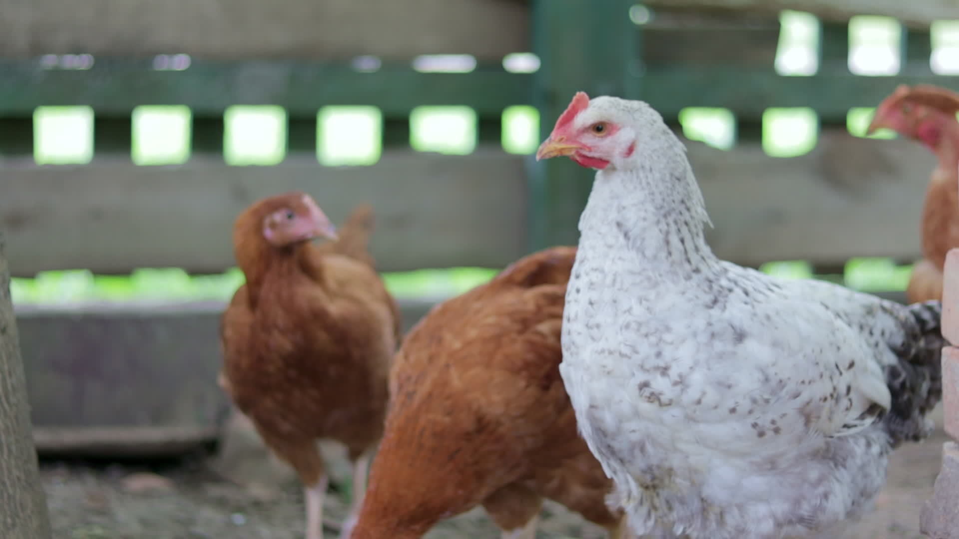 Chickens on the farm, poultry concept. White and red chicken outdoors. Funny birds on a bio farm. Domestic birds on a free range farm. Breeding chickens. Walk in the yard. Agricultural industry. Chickens on the farm, poultry concept. White and red chicken outdoors. Funny birds on a bio farm. Domestic birds on a free range farm. Breeding chickens. Walk in the yard. Agricultural industry.
