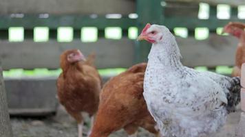 kippen Aan de boerderij, gevogelte concept. wit en rood kip buitenshuis. grappig vogelstand Aan een bio boerderij. huiselijk vogelstand Aan een vrij reeks boerderij. fokken kippen. wandelen in de tuin. agrarisch industrie. video