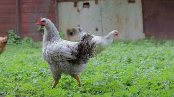 polli in fattoria, concetto di pollame. pollo bianco sfuso all'aperto. uccello divertente in una fattoria biologica. uccelli domestici in una fattoria all'aperto. allevare polli. camminare nel cortile. industria agricola. video