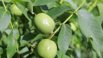 verde giovane Noci crescere su un' albero. varietà Kocherzhenko avvicinamento. il noce albero cresce in attesa per essere raccolto. verde le foglie sfondo. Noce frutta su un' albero ramo nel il giallo raggi di il sole. video