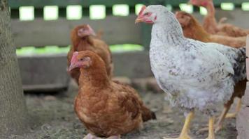 poulets à la ferme, concept de volaille. poulet blanc et rouge à l'extérieur. oiseaux drôles dans une ferme bio. oiseaux domestiques dans une ferme en plein air. poulets d'élevage. marcher dans la cour. industrie agricole. video