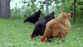 Red hens in the yard are looking for food. Agricultural industry. Breeding chickens. Close-up of a red chicken in nature. Domestic birds on a free range farm. walk in the yard. video