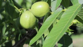 Green young walnuts grow on a tree. Variety Kocherzhenko close-up. The walnut tree grows waiting to be harvested. Green leaves background. Nut fruits on a tree branch in the yellow rays of the sun. video