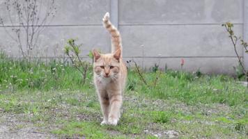die Bewegung einer schönen roten Katze auf einem Hintergrund aus grünem Gras im Garten. Eine gestreifte rote Katze geht auf einem frischen Rasen spazieren. video