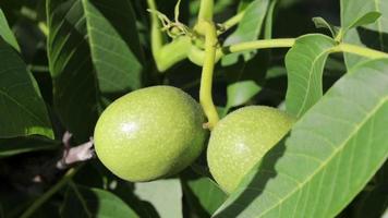 verde giovane Noci crescere su un' albero. varietà Kocherzhenko avvicinamento. il noce albero cresce in attesa per essere raccolto. verde le foglie sfondo. Noce frutta su un' albero ramo nel il giallo raggi di il sole. video