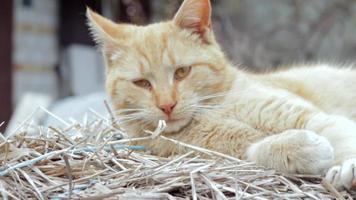 Nahaufnahme einer roten Hauskatze, die an einem warmen Sommertag friedlich im Heu ruht. Eine lustige orange gestreifte Katze sonnt sich in der Sonne. ein süßes haustier sonnt sich unter der frühlingssonne auf trockenem gras. video