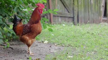 un' grande Gallo con un' rosso ciuffo nel il villaggio. giovane rosso galletto rhode isola rosso aia mescolare. bellissimo video di un arancia rhode isola Gallo su un' piccolo azienda agricola. multicolore piume.