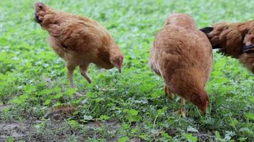 Red hens in the yard are looking for food. Agricultural industry. Breeding chickens. Close-up of a red chicken in nature. Domestic birds on a free range farm. walk in the yard. video