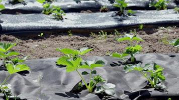 snygga långa bäddar av jordgubbar täckta med svart agrofiber. en grön jordgubbsplanta i ett mörksvart spunbond hål i marken. tillämpning av modern teknik för odling av jordgubbar. video