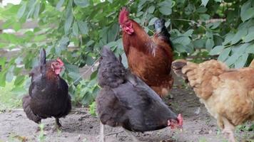 Black and red hens are looking for food in the yard. Agricultural industry. Breeding chickens. Close-up of chickens in nature. Domestic birds on a free range farm. They are playing in the yard. video