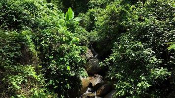 vista aérea de la hermosa corriente de agua natural y el campo verde de hierba en el concepto de montaña del bosque salvaje viajando y relajándose en vacaciones, chonburi tailandia video