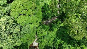 Aerial view of beautiful natural water stream  and green field of grass in the wild forest mountain concept traveling and relaxing on holiday time, Chonburi Thailand video