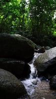 bellissimo naturale ruscello cascata e verde bicchiere campo nel il montagna concetto in viaggio e rilassante su vacanza volta, nakhon no. video