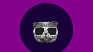 Sonnenbrillen Mode. cooler katzenkopf, der stilvolle brillen auf buntem minimalbewegungskunsthintergrund ändert. video