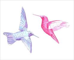 colibríes ilustración de acuarela aislado vector