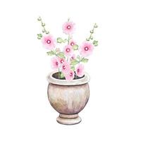Mallow in a vintage pot.  Hand drawn watercolor illustration vector