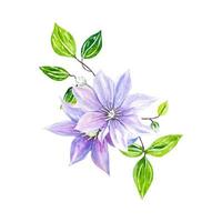 Purple clementis flowers, watercolor vector