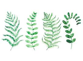 Set of green watercolor fern leaves vector