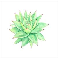 Watercolor succulents elements for invitations, greeting cards. vector