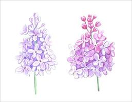 Set of lilac branches , isolated vector