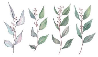 Collection of green leaves, eucalyptus, green leaves. Watercolor illustration vector