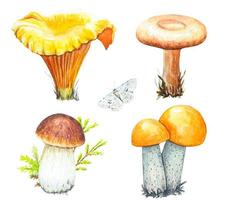 Set of watercolor mushrooms vector