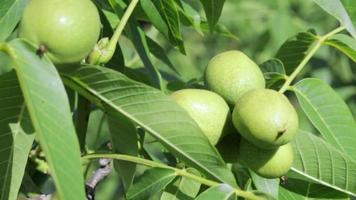 Green young walnuts grow on a tree. Variety Kocherzhenko close-up. The walnut tree grows waiting to be harvested. Green leaves background. Nut fruits on a tree branch in the yellow rays of the sun. video