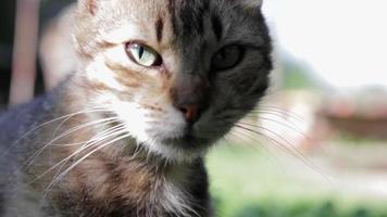 portrait en gros plan d'un chat sérieux aux yeux verts. un chat curieux regarde autour de lui à l'extérieur, en gros plan. beau chat drôle posant pour la caméra. concept d'amour des animaux. une légère brise remue une moustache de laine. video