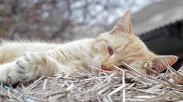 närbild av en röd inhemsk katt vilar lugnt i de hö på en värma sommar dag. en rolig orange randig katt basks i de Sol. en söt sällskapsdjur är sola under de vår Sol på torr gräs. video