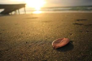 hoja de naranja en la arena de la playa. con fondo de amanecer foto