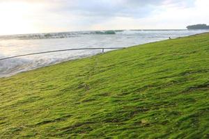 green moss on the beach. with a view of the sunrise and sea waves photo