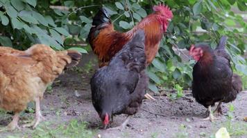 svart och röd hönor är ser för mat i de gård. jordbruks industri. föder upp kycklingar. närbild av kycklingar i natur. inhemsk fåglar på en fri räckvidd odla. de är spelar i de gård. video