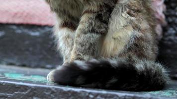 Pfoten und Schwanz einer sitzenden Katze. Konzept. Nahaufnahme der schönen Pfoten einer Katze, die an der Tür sitzt. video