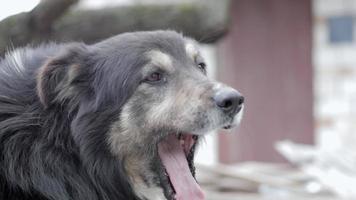 grande bellissimo cortile bastardo cane nel il cortile, avvicinamento ritratto, guardare a il telecamera. un' animale domestico legato con un' catena su un' caldo estate giorno. divertente e allegro nero cane sbadiglia, attaccare su il suo lingua. video