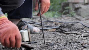 extracción de gusanos por corriente eléctrica, a 220 voltios. desenterrar o sacar gusanos del suelo sin una pala. gusanos en suelo negro para cebo de pesca o compostaje. video