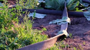 champ de chou mûrissant avec système d'irrigation en période de chaleur sèche avec tubes flexibles et tuyaux d'eau pour irriguer les légumes-feuilles comme le chou dans un jardin biologique cultivé pour l'arrosage video